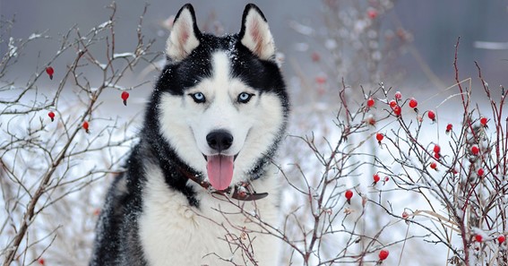 russian dog names